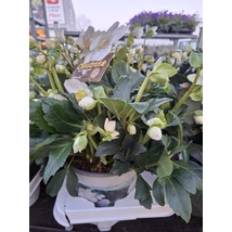 Helleborus niger Christmas Carol Fekete hunyor  Cs19