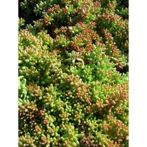Sedum album 'Coral Carpet' - Fehér varjúháj Cs9