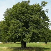 Carpinus betulus 'Beeckman' - Közönséges gyertyán K20 200/250 8/10+