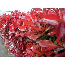 Photinia fraseri Carre Rouge -  Korallberkenye K2 30/50
