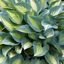 Hosta Catherine- Árnyékliliom CS14