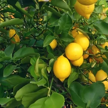Citrus Limon Meyeri -magas törzsön EXTRA K35 100+