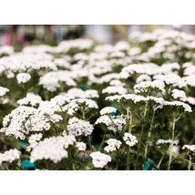 Achillea millefolium Schneetaler - Cickafark Cs14
