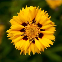Coreopsis Andiamo Yellow Red - Menyecskeszem CS14