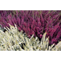 Calluna - Csarab Cs10