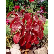 Cornus alba 'Siberian Pearls' - Fehér som