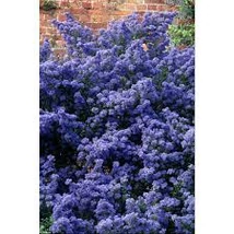 Ceanothus ‘Puget Blue’ – Táskavirág K3 T50