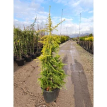Cedrus deodara 'Aurera' – Aranycédrus Sárga himalájai cédrus K30 125/150