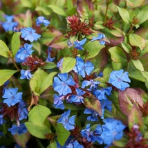 Ceratostigma plumbaginoides - Tarackoló kékgyökér, ólomgyökér Cs9