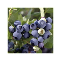 Vaccinium corymbosum Chandler - Kék áfonya K2 20/30