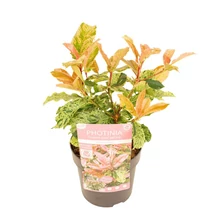 Photinia serr. Pink Crispy - Tarka korallberkenye P15