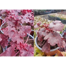 Heuchera Cherry Cola  Rozsdavörös tűzeső Cs15