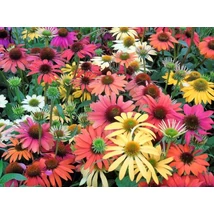 Echinacea purpurea 'Cheyenne Spirit' - Kasvirág CS14