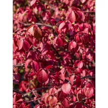 Euonymus alatus 'Chicago Fire' - Szárnyas kecskerágó 30-40 C3