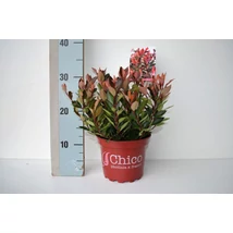 Photinia fras. Chico- Vörös korallberkenye P17 K2L