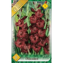 Kardvirág Gladiolus Chocolate 10db/cs 	 
