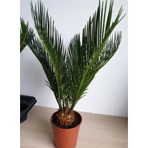 Cycas revoluta - Cikász pálma CLT18-20