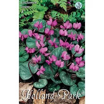 Cyclamen Coum 3 db