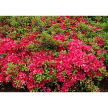 Azalea japonica kúp formára nyírt japán azálea K18 100/110