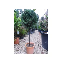 x Cupressocyparis leylandii  - Leylandi ciprus gömb törzses K40 T125