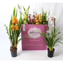 Cymbidium Hybrid Mix 2-Spikes Orchid Collection - Csónakorchidea színmix 50cm P12