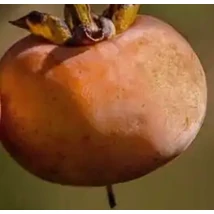 Diospyros kaki 'Cioccolatino - Datolyaszilva K10