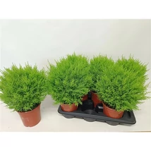 Cupressus macrocarpa - Monterey ciprus pom-pom Kicsi