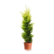 x Cupressocyparis leylandii 'Gold Rider' - Arany leylandi ciprus K4,5 80 