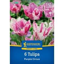 Kiepenkerl Purple Circus rojtos tulipán virághagymák 6 db