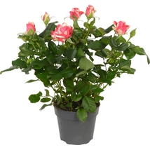 Rosa sp. - szobarózsa CS10,5