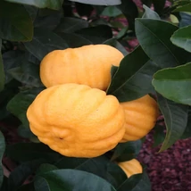 Citrus MIX alacsony törzsre oltott 15cm