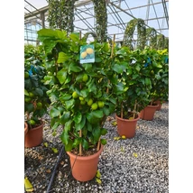 Citrus limon  - Citromfa K7 70/80