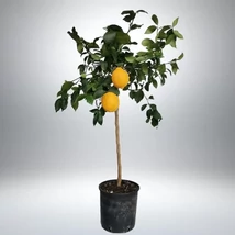 Citrus Limon Meyeri - Meyer citrom magastörzsön