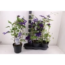 Clematis - 70 cm 1db