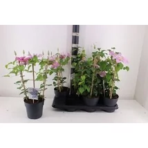 Clematis boulevard - 50 cm 1db
