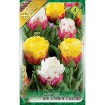 Tulipán virághagyma 3-db-os Ice Cream Coctail
