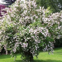 Deutzia scabra 'Codsall Pink'- Érdeslevelű gyöngyvirágcserje 80/100 K 8L