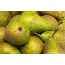 Pyrus communis Conference - Conference körte K5