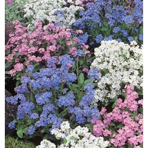 Myosotis - Nefelejcs Confetti Cs12 Iván