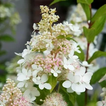 Hydrangea paniculata 'Confetti'® – Fehér bugás hortenzia 30/50