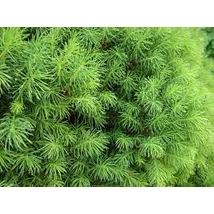 Picea glauca 'Conica' - Cukorsüvegfenyő 80-100 cm