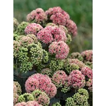 Sedum Coraljade Varjúháj D14