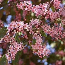 Prunus padus – Colorata Hosszúfürtű májusfa 160-200 K15