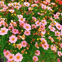 Coreopsis verticillata 'Twinklebells Pink -  Keskenylevelű menyecskeszem CS14