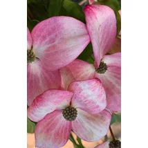 Cornus mas 'Bolestraszycki' – Húsos som 40-60