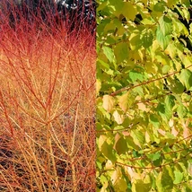 Cornus sanguinea 'Winter Beauty' – Veresgyűrű som K2L 40/60