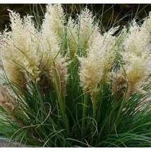 Cortaderia selloana Tiny pampa Day1 - Törpe pampafű 20-40 C3