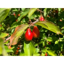 Cornus mas – Húsos som gyümölcstermő díszfa, cserje K45 200/250