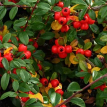 Cotoneaster dammeri 'Coral Beauty' – Törzses madárbirs K15/18 T120 extra