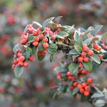 Cotoneaster franchetii – vaskoslevelű madárbirs K4 30/40
